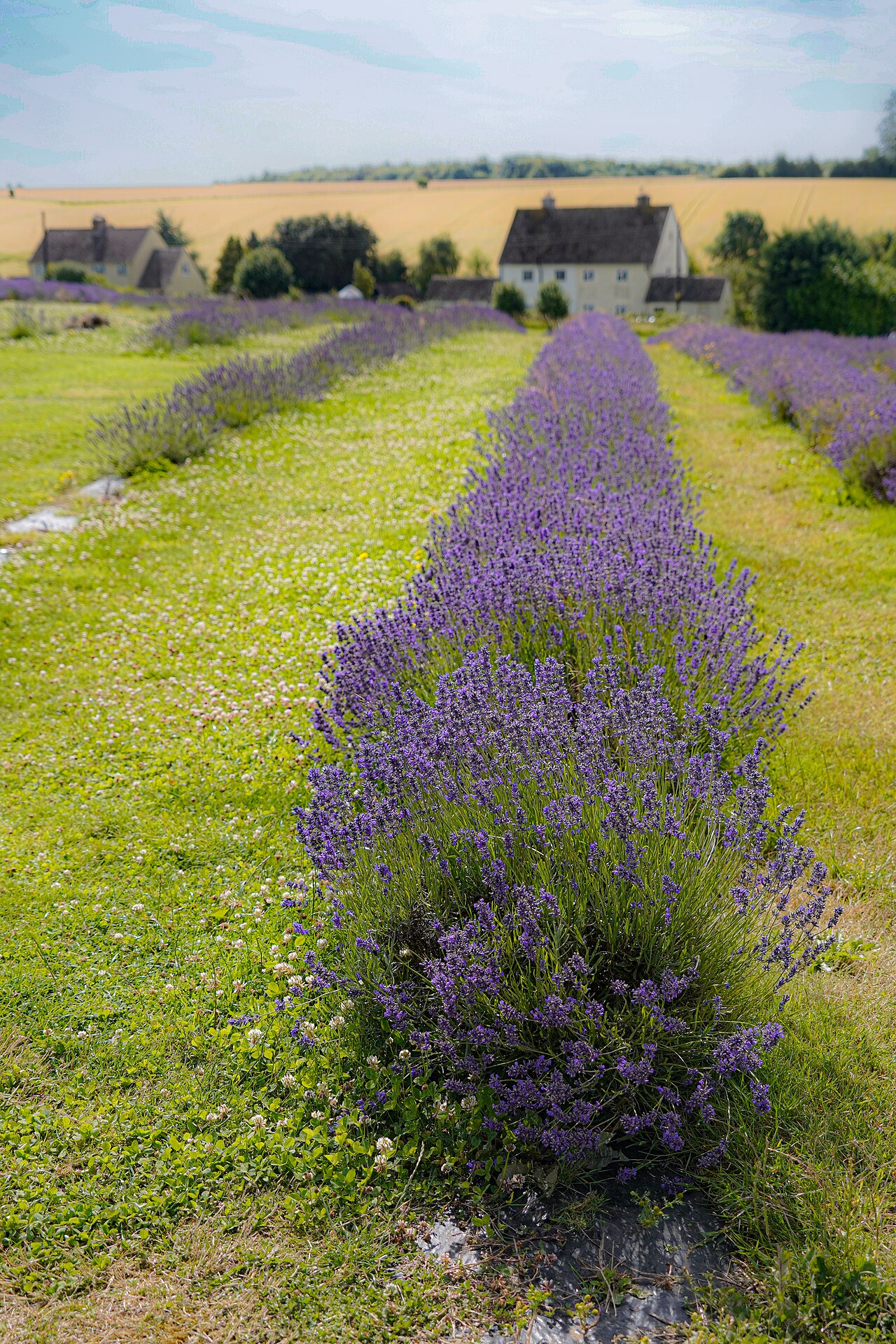 Campo de lavanda
