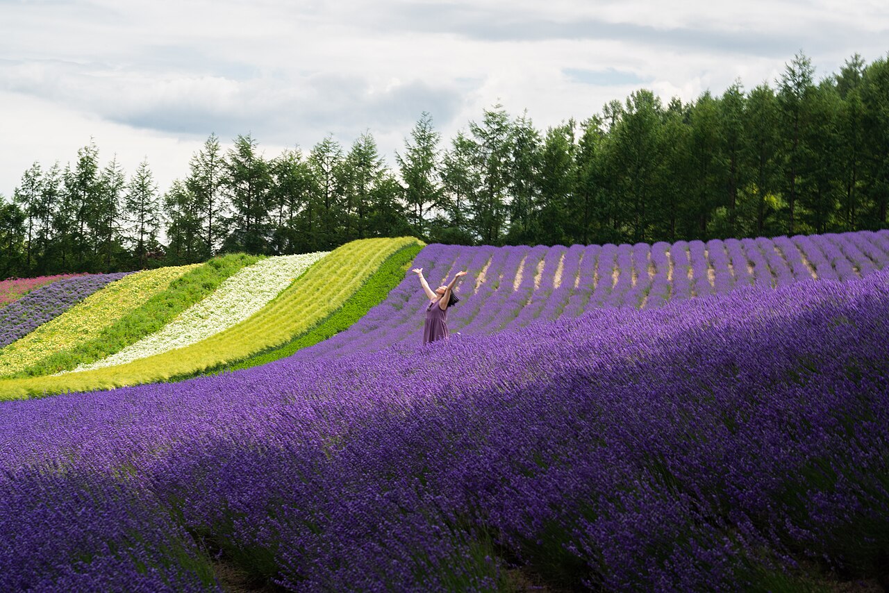 Campo de flores púrpuras